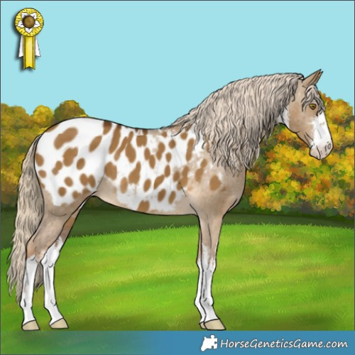 Horse Color:White Spotted Chocolate Palomino Dun Appaloosa 