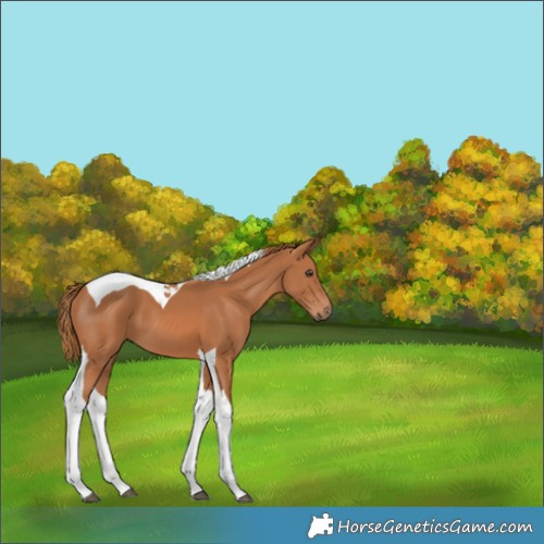 Horse Color:Chestnut Tobiano 