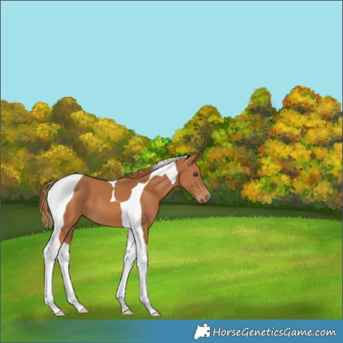 Horse Color:Chestnut Tobiano 