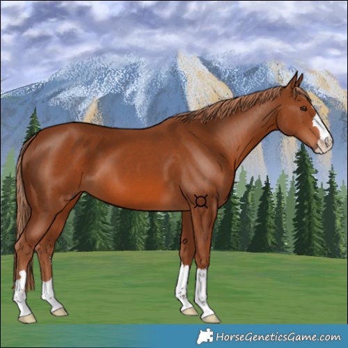 Horse Color:Chestnut 