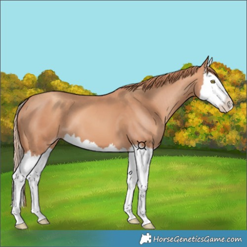 Horse Color:Gold Champagne Splash 