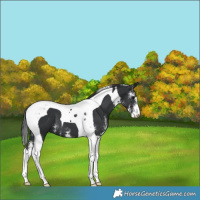 Horse Color:Black Sabino Tobiano Varnish 