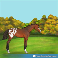 Horse Color:Bay Appaloosa 