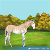 Horse Color:Gold Cream Champagne Sabino Splash Appaloosa 