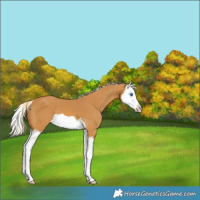 Horse Color:Palomino Splash Varnish 