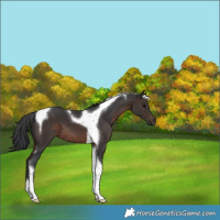 Horse Color:Brown Tobiano 