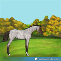 Horse Color:Liver Red Roan 
