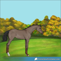 Horse Color:Liver Red Dun 