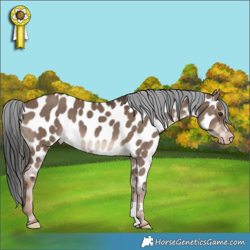 Horse Color:Liver Red Dun Appaloosa 