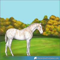 Horse Color:Gold Cream Champagne Sabino 
