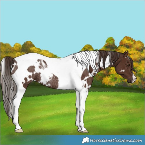 Horse Color:White Spotted Liver Chestnut Tobiano Rabicano 