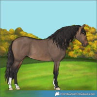 Horse Color:Brown Dun 