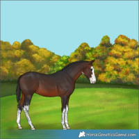 Horse Color:White Spotted Brown 