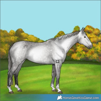 Horse Color:Gray Smoky Grullo Appaloosa
