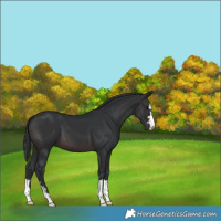 Horse Color:Brown 