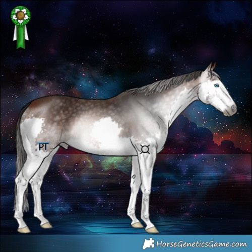 Horse Color:Gray Bay Splash 