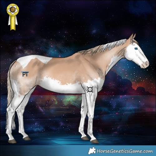 Horse Color:Red Dun Splash Tobiano 
