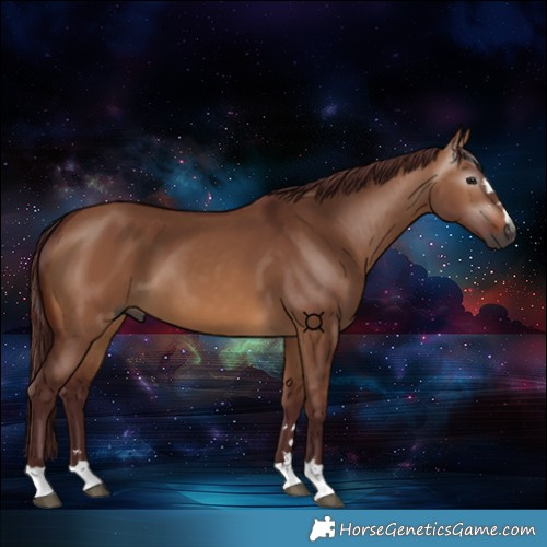 Horse Color:Gray Chocolate Bay Dun 