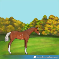 Horse Color:Silver Bay Sabino Tobiano 