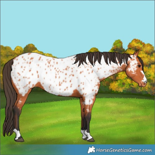 Horse Color:Bay Appaloosa