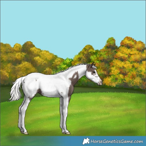 Horse Color:Silver Black Tobiano Frame Appaloosa 