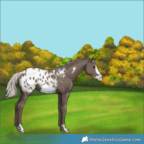 Horse Color:Silver Black Frame Appaloosa 