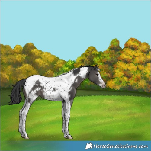 Horse Color:Black Tobiano Frame Appaloosa 