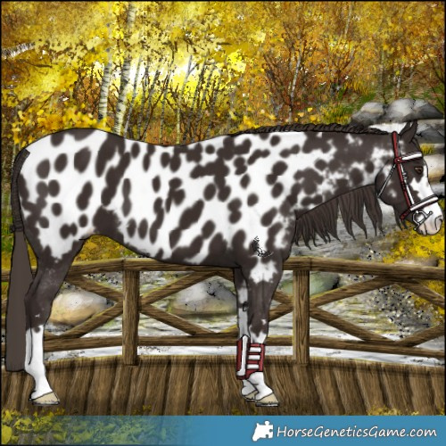 Horse Color:Liver Chestnut Appaloosa 