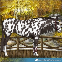 Horse Color:Liver Chestnut Appaloosa 