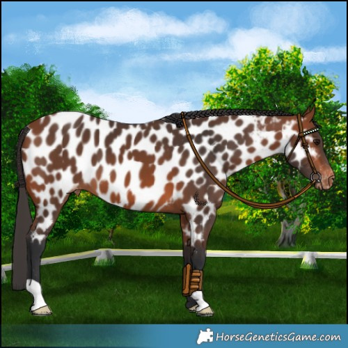 Horse Color:Bay Near Leopard 