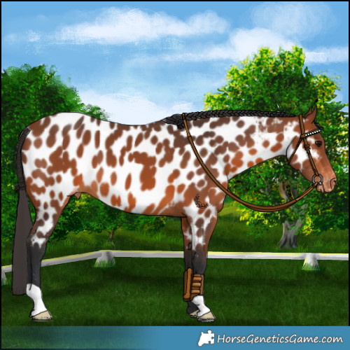 Horse Color:Bay Appaloosa 