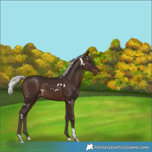 Horse Color:White Spotted Silver Brown Tobiano 