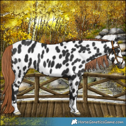 Horse Color:Liver Chestnut Appaloosa 