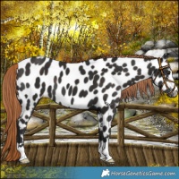 Horse Color:Liver Chestnut Appaloosa