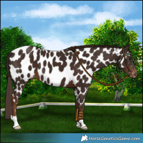 Horse Color:Liver Chestnut Appaloosa