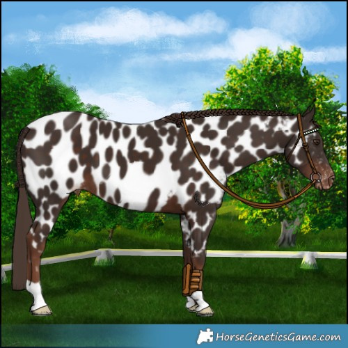 Horse Color:Liver Chestnut Near Leopard 