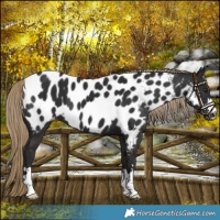 Horse Color:Liver Chestnut Appaloosa 