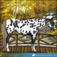 Horse Color:Liver Chestnut Near Leopard