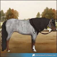 Horse Color:Liver Red Roan 