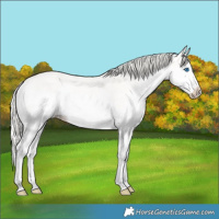 Horse Color:Perlino Dun Splash 