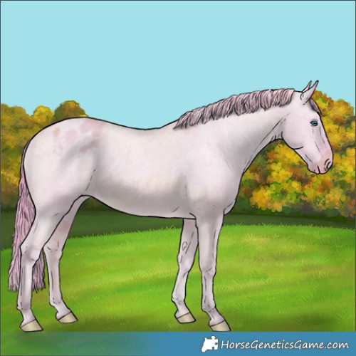 Horse Color:Watercolor Perlino Dun Appaloosa 
