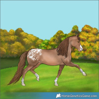 Horse Color:Liver Chestnut Pearl Appaloosa 