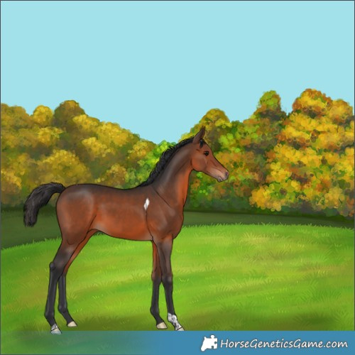 Horse Color:Brown Tobiano 