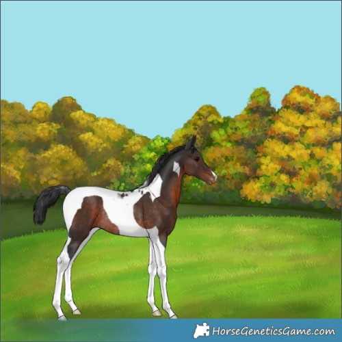 Horse Color:Brown Tobiano Varnish Rabicano 