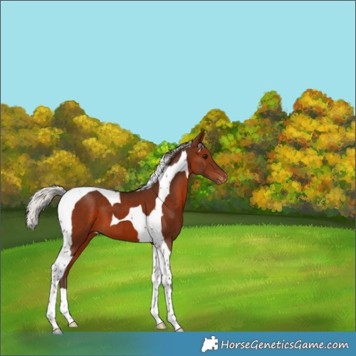 Horse Color:Silver Brown Tobiano Appaloosa 