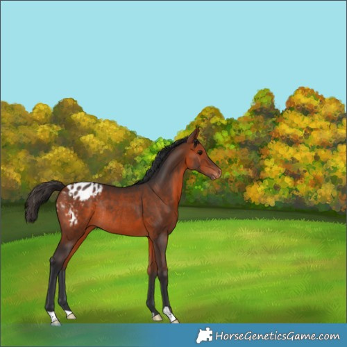 Horse Color:Bay Appaloosa Rabicano 