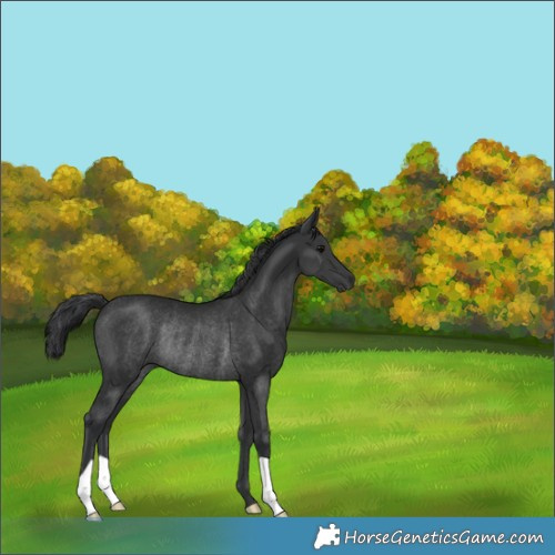 Horse Color:Black Rabicano 