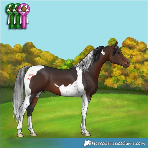Horse Color:Brown Tobiano 