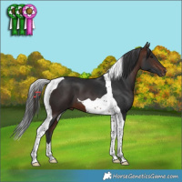 Horse Color:Brown Tobiano 
