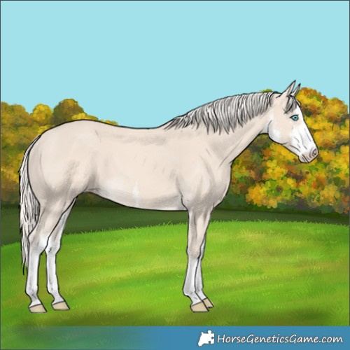 Horse Color:White Spotted Cremello